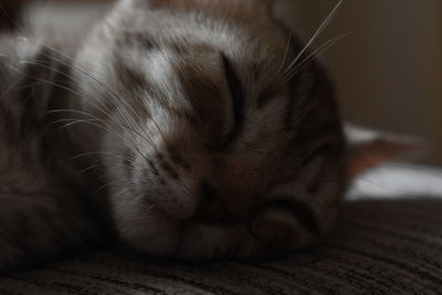 Close-up of cat sleeping