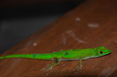 Close-up of green gecko on wood