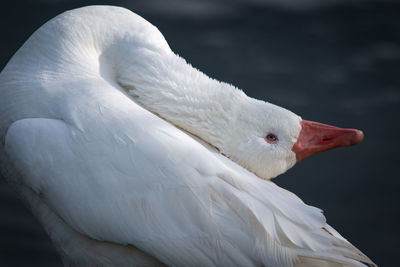 Close-up of white bird