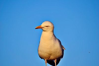 Low angle view of seagull