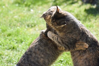 Cat sitting on field