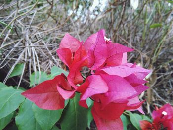 Close-up of red flowers