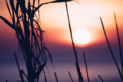 Close-up of silhouette plants against sunset sky