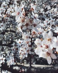 flowering plant