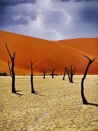 Bare trees on desert dunes against sky at sossusvlei, namibia