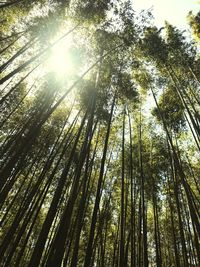 Low angle view of trees in forest against sky