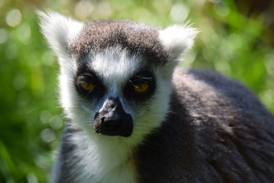 Close-up portrait of a cat
