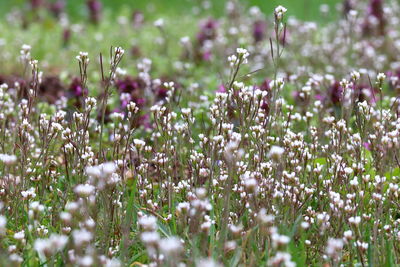 Close-up of flowering plants on field