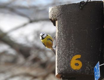 Close-up of bird perching on rock