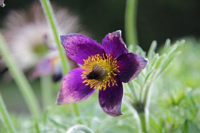 Close-up of purple flowering plant