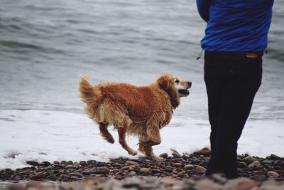 Low section of man with dog at riverbank