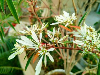 Close-up of flowers