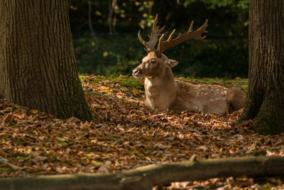Deer in a forest