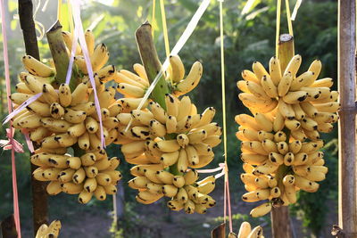 Close-up of yellow flowering plant