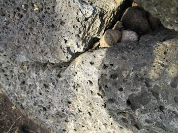 Full frame shot of lizard on rock