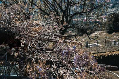 Close-up of cherry blossom tree