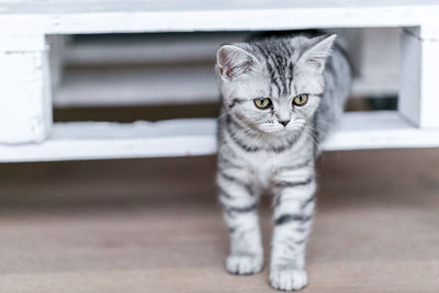 Portrait of british shorthair kitten