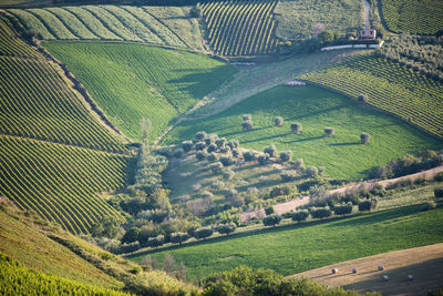 High angle view of agricultural field