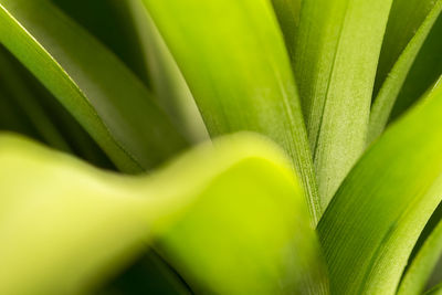 Close-up of plant