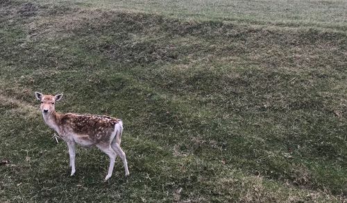 Portrait of deer standing on field