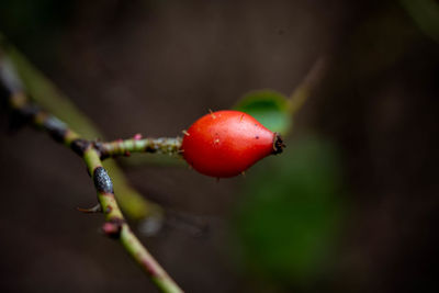 Close-up of strawberry on plant