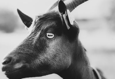 Close-up of a goat against blurred background