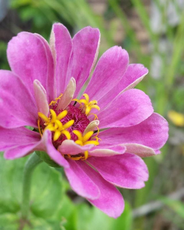 flower, petal, freshness, flower head, fragility, pink color, close-up, beauty in nature, growth, focus on foreground, single flower, nature, pollen, blooming, plant, stamen, in bloom, purple, blossom, day