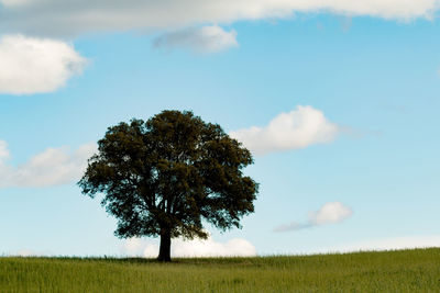 Tree on field against sky