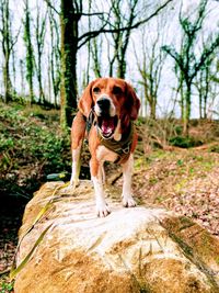 Portrait of dog standing on rock in forest