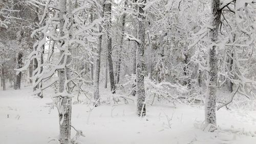 Frozen trees on field in forest