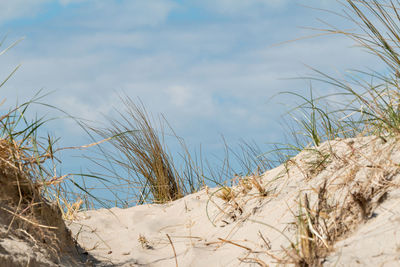 Plants on beach against sky