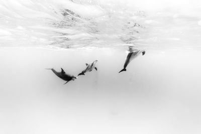 People swimming in sea