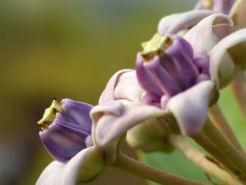 Close-up of flower blooming outdoors