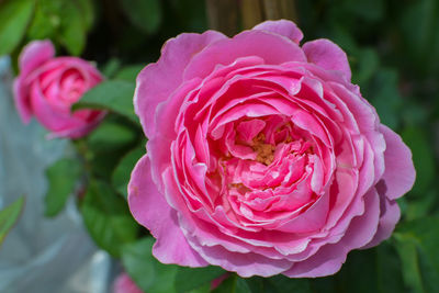 Close-up of pink rose