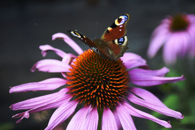 Close-up of honey bee on purple coneflower