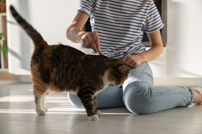 Closeup of casual single woman hand combing tabby cat sits on parquet floor in bright apartment