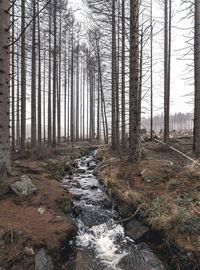 Stream flowing amidst trees in forest