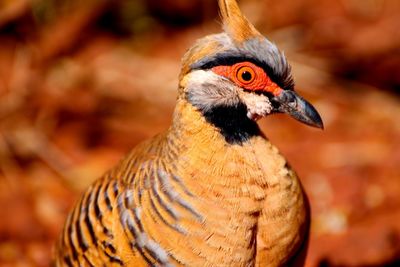 Close-up of a bird