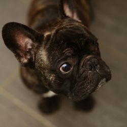 Close-up portrait of dog