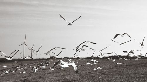 Seagulls flying over land