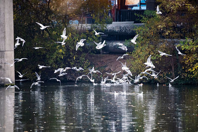 Birds flying over lake