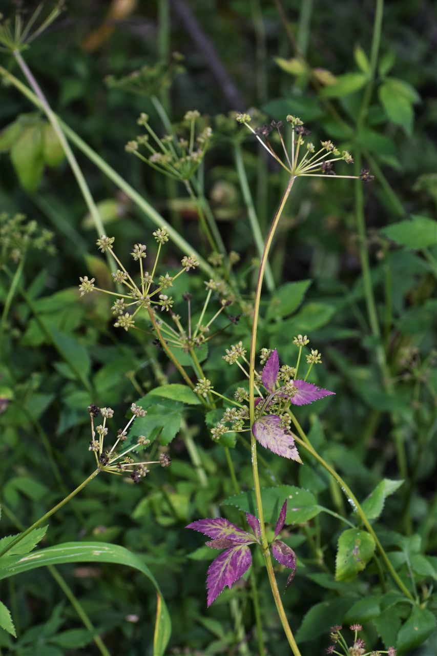 CLOSE-UP OF PURPLE FLOWERING PLANTS