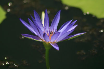 High angle view of insect on purple lotus water lily growing in pond