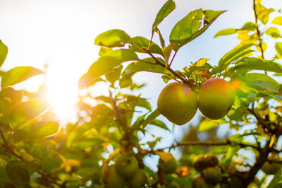 Low angle view of fruits on tree against sky