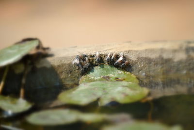 Close-up of insect on water