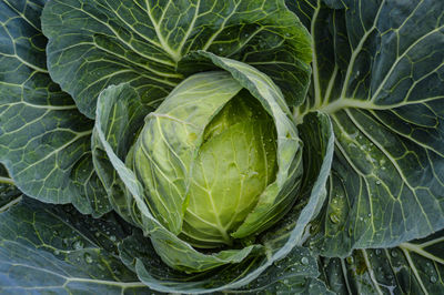 High angle view of green leaf