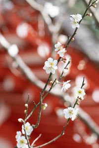 Close-up of cherry blossom