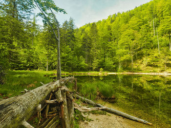 Scenic view of trees in forest against sky