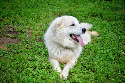 High angle view of dog on field