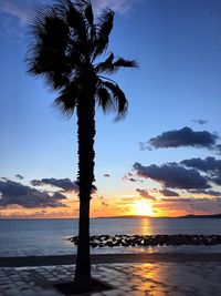 Silhouette tree on beach against sky during sunset